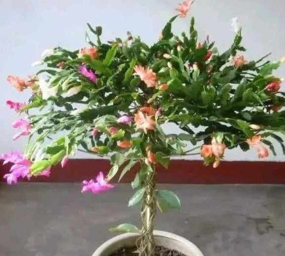 叶仙嫁接蟹爪兰在一个什么环境条件下可以嫁接?