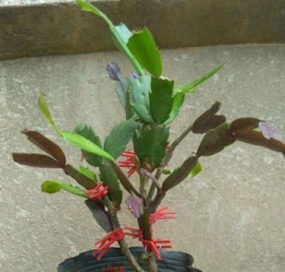 嫁接蟹爪兰做好这两点,基本成功一半儿了