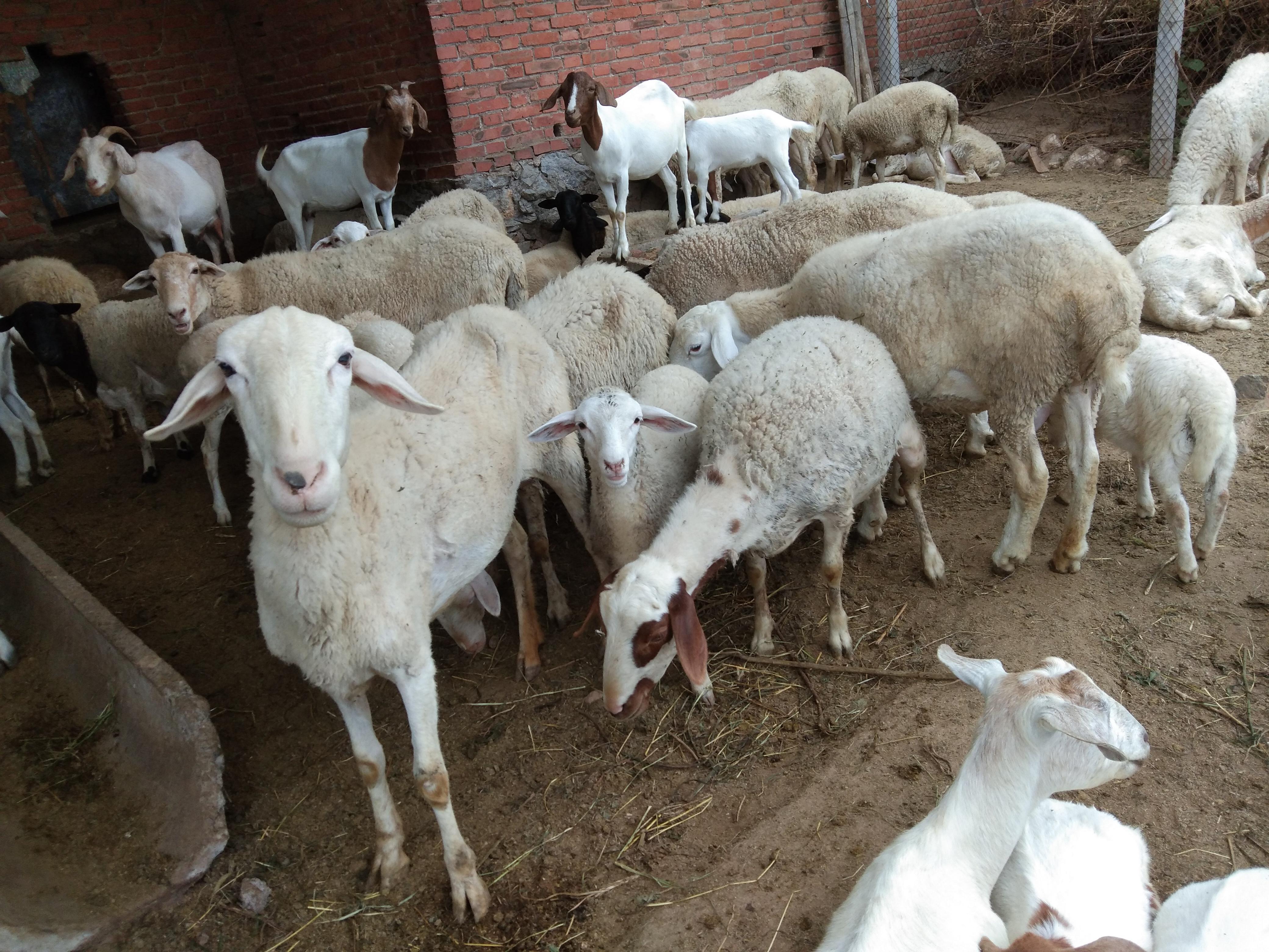 养羊,当然是只选对的不选贵的—论养殖山羊绵羊各自的优劣之处