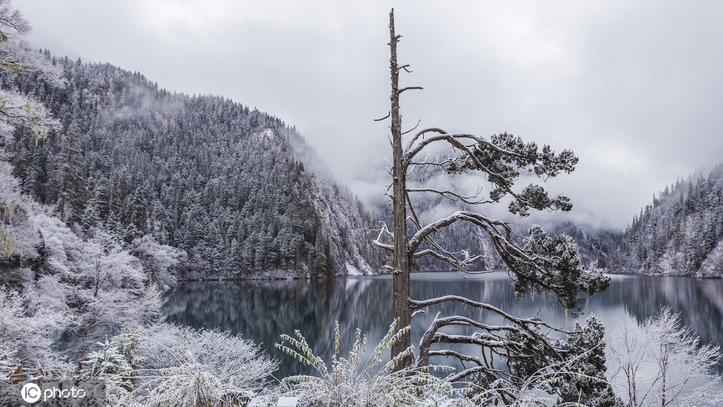 四川九寨沟又下雪啦!一场雪造就了梦幻的童话世界