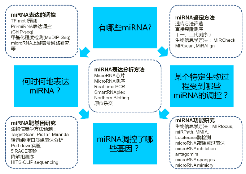 开发|乙肝解剖HCC通路，南非科学家开发，miRNA调控表达工具