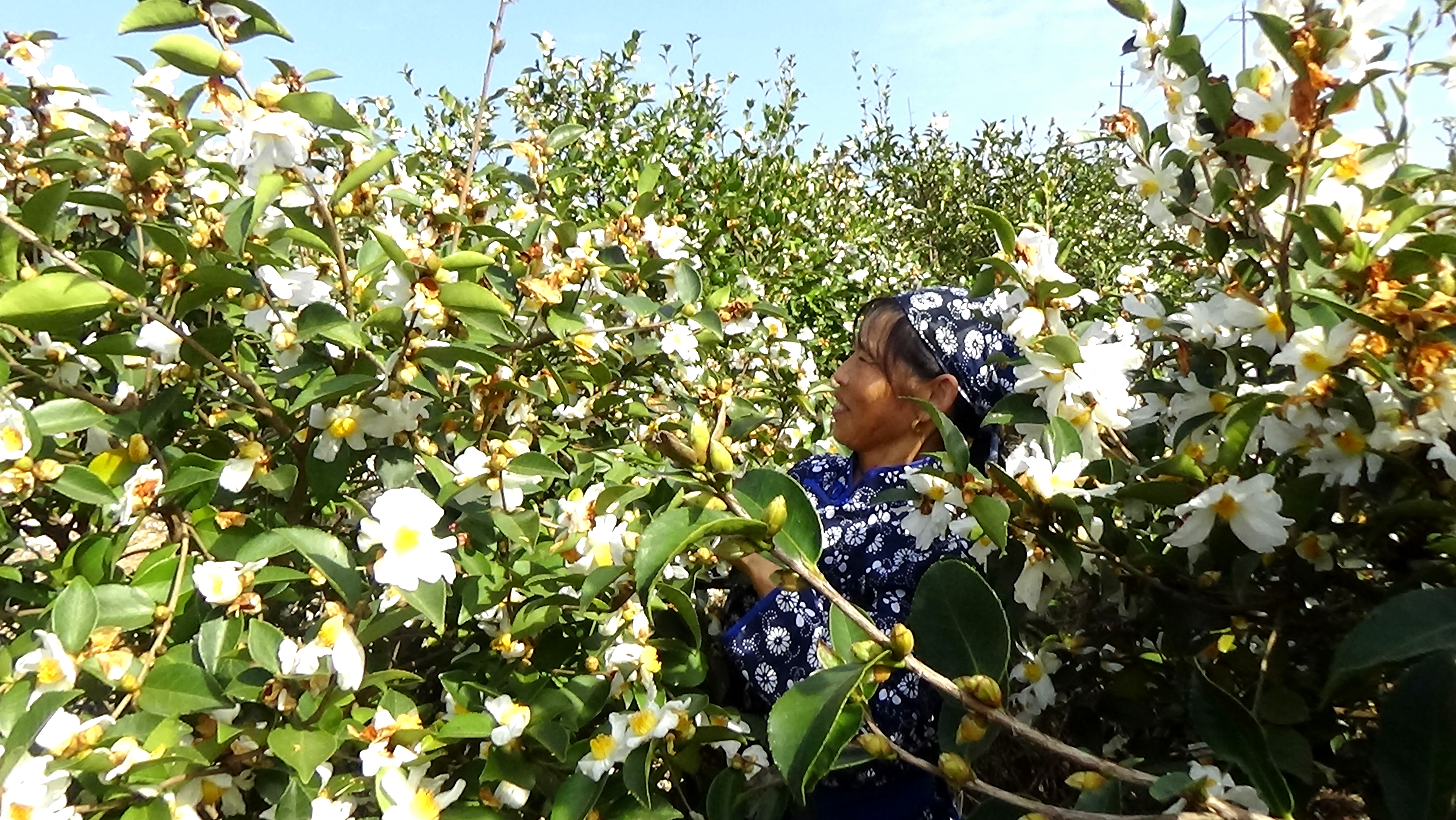 湖口县流泗镇油茶基地600亩油茶树茶花盛开