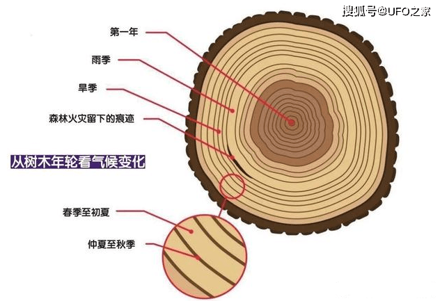 为什么树木会形成一圈一圈的年轮?年轮的疏密又与什么