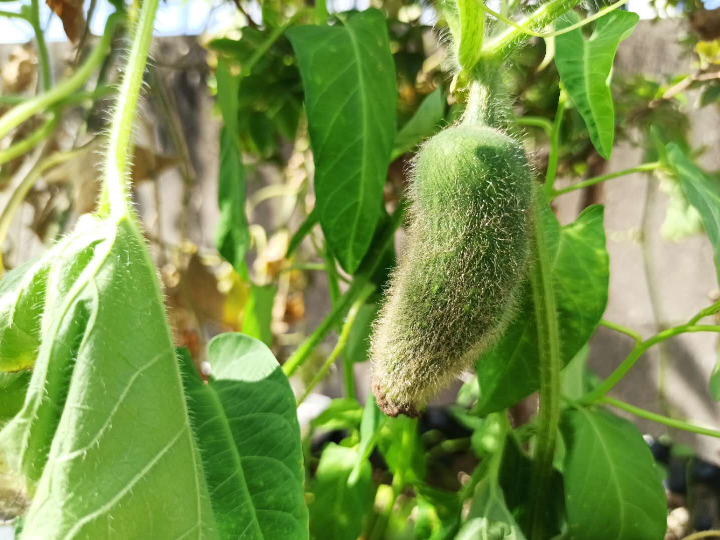 地栽木瓜冬瓜结果;菌棒姗姗出菇;收获一树山药豆