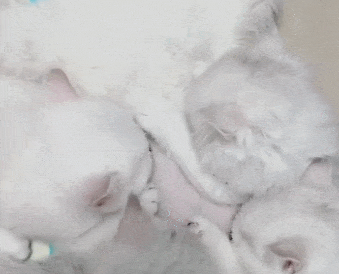 原创猫咪喂奶到崩溃一群小猫同时吸奶猫妈生无可恋