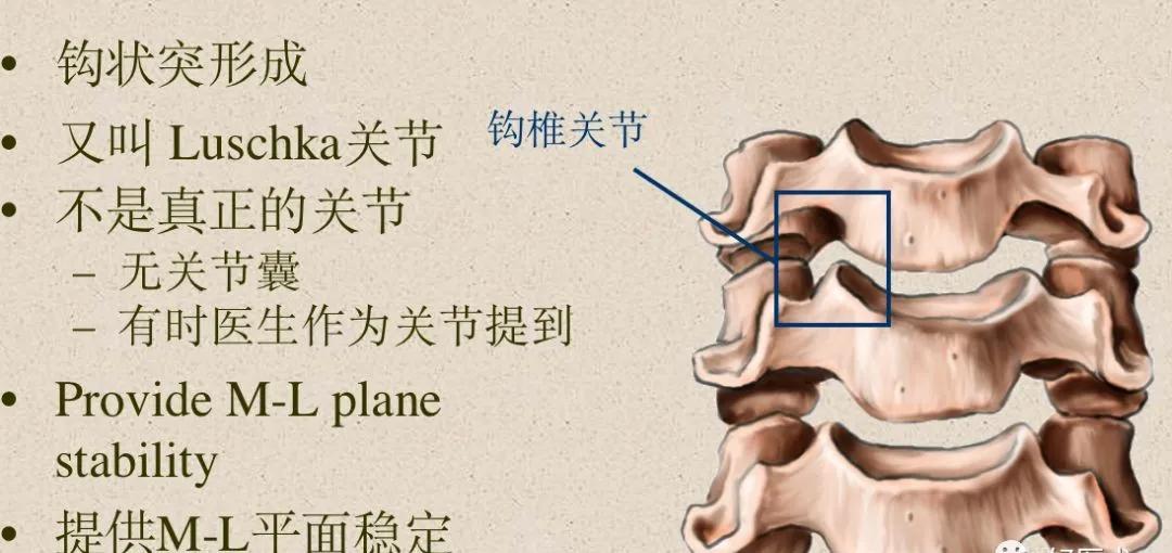 收藏脊柱超详细解剖高清图文版