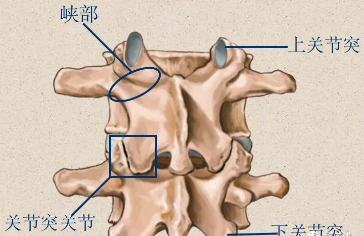 收藏:脊柱超详细解剖,高清图文版!_椎骨