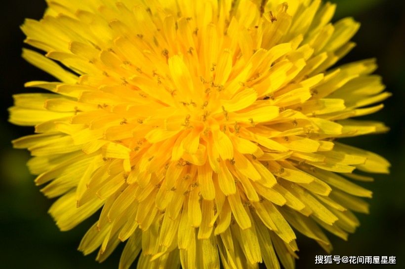 好星座排行_十二星座孩子气排行榜,分手前就已找好新欢的星座