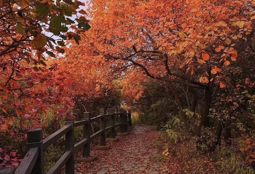 北京周边赏秋好去处，人少景美红叶打卡地，最美的秋景都是免费的_步道
