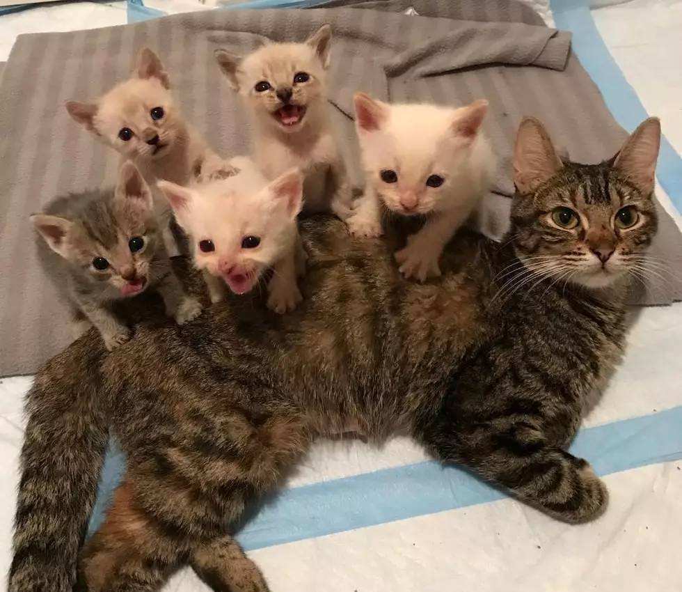 夜晚叫春的猫是公猫还是公猫,为什么叫声那么凄惨?