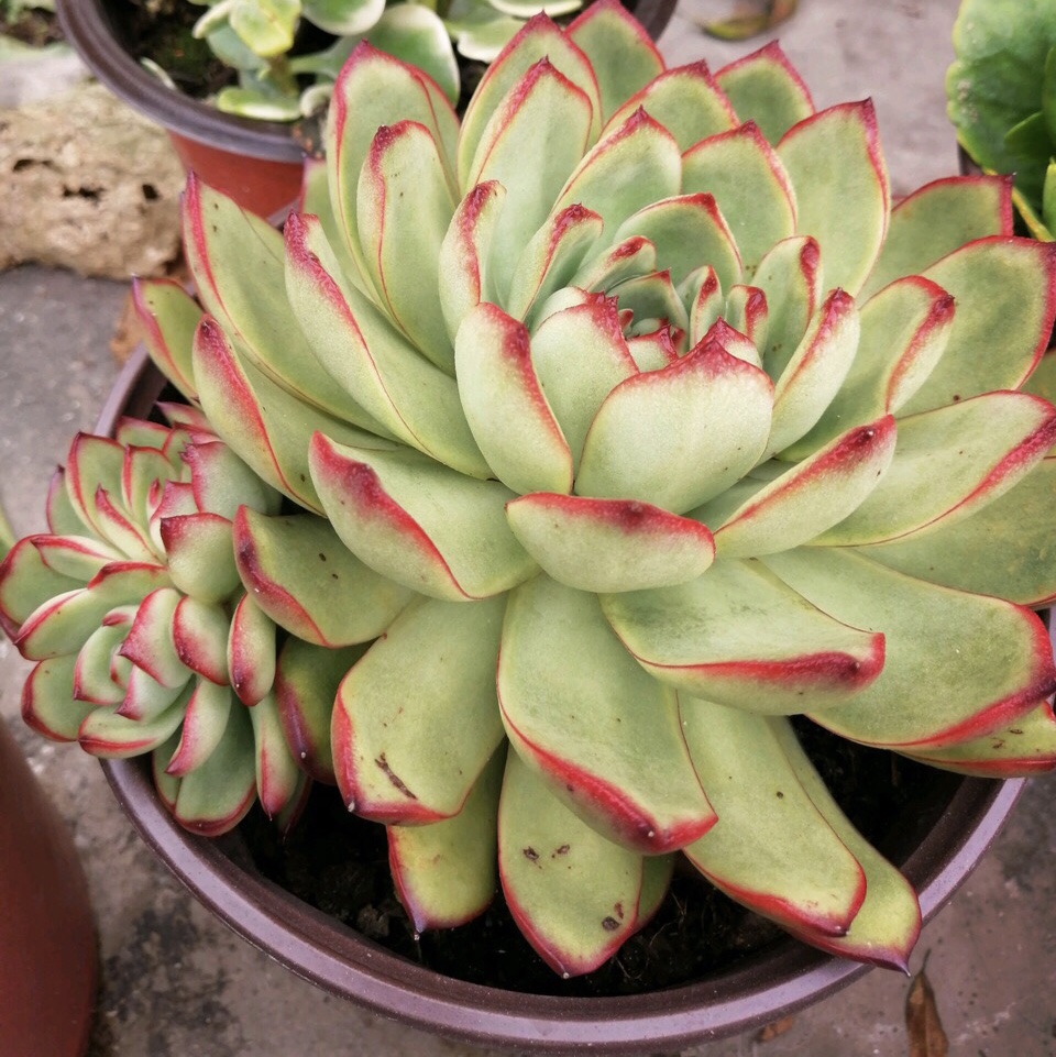 多肉怎么度过冬天不会冻死 4fe57083f15f45d695e9d6a2512bb26b.jpeg