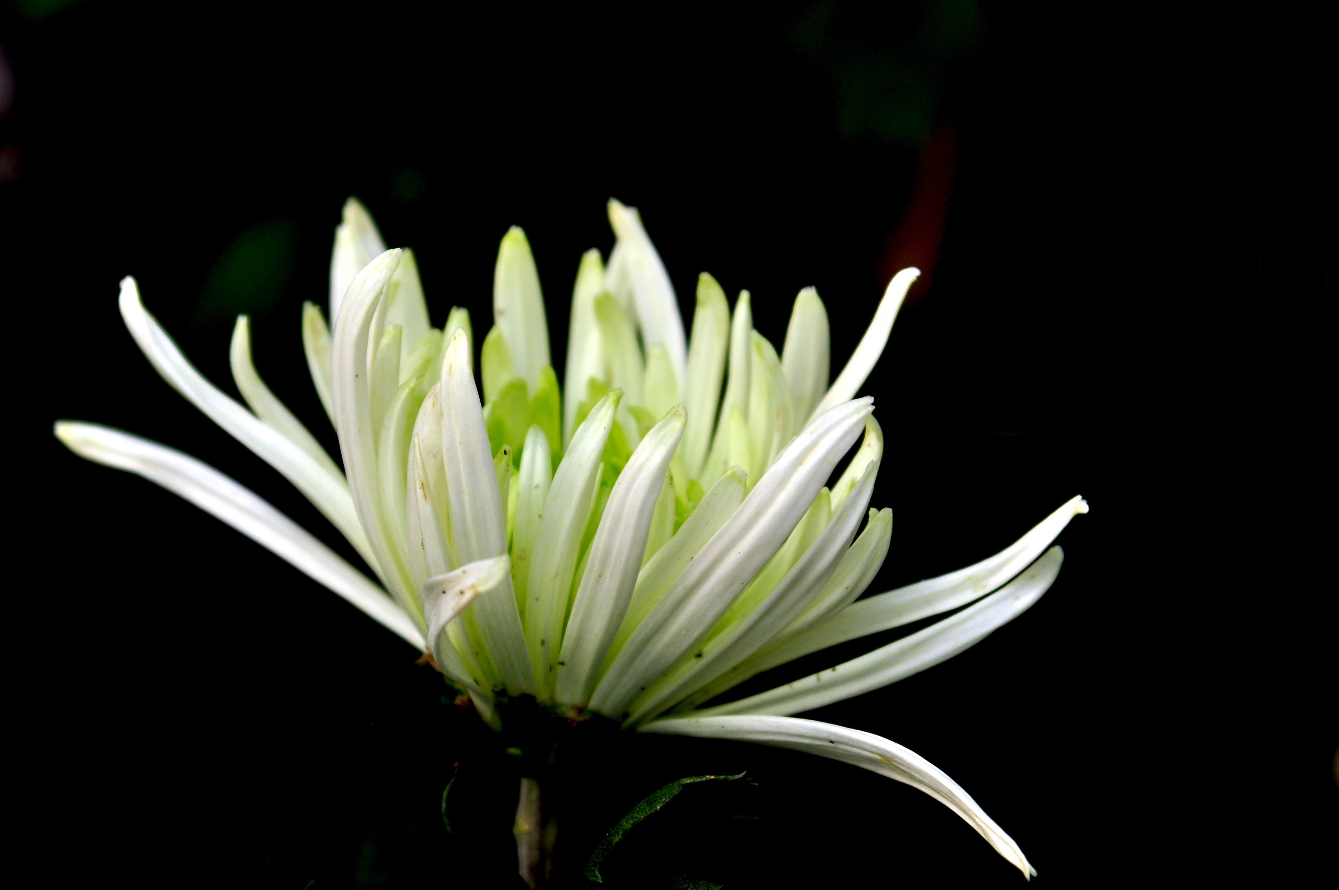 秋之花韵（六）——菊香雅韵_手机搜狐网