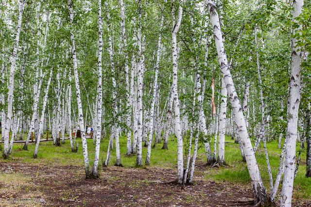 内蒙古白桦林景区，是国内面积最大的白桦林还有传说中的驯鹿_桦树