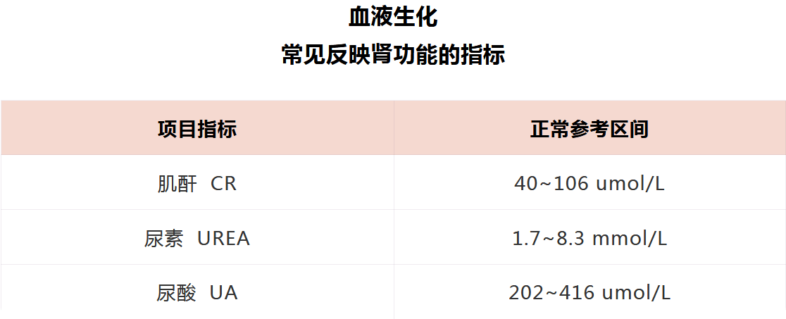 一分钟教你看懂『肝肾功能』检查