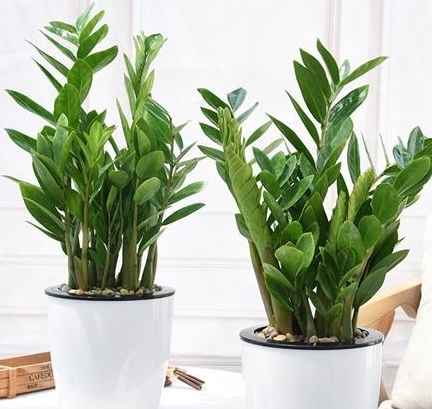 怎么养金钱树叶子才绿 afc930785bc8447b83d3152480f0d395.jpeg