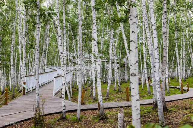 内蒙古也有白桦林，额尔古纳白桦树，原始的丛林令人向往_景区