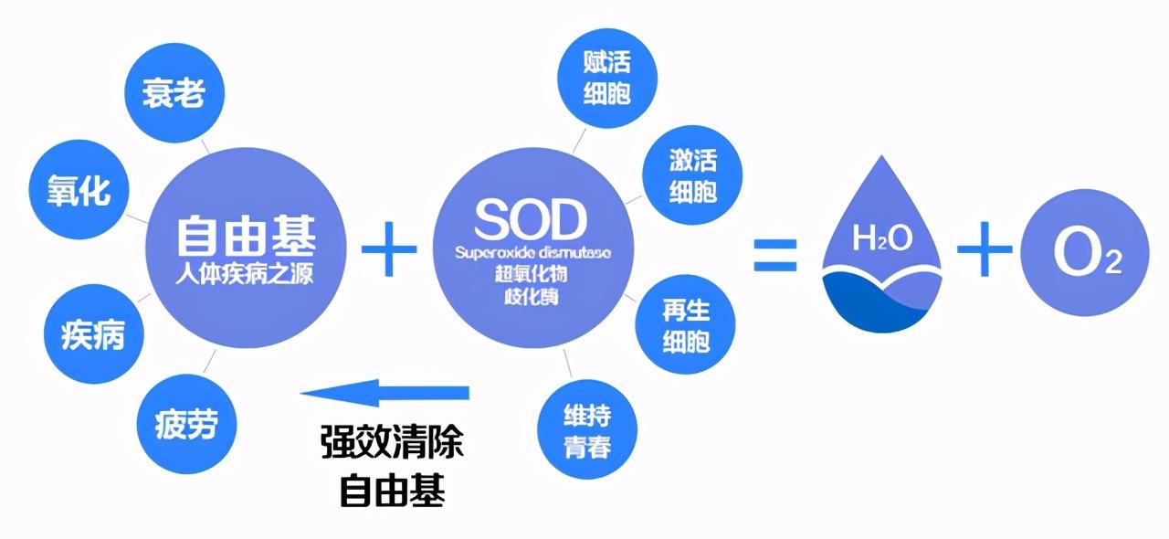 外源性补充自由基清除剂——超氧化物歧化酶(sod)