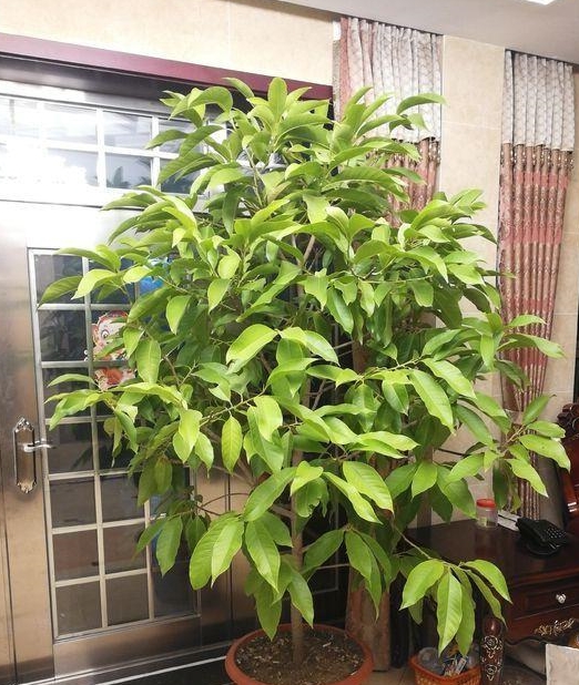 家里种什么花香满屋 d1e416452b7149f98f6466e744931af2.jpeg