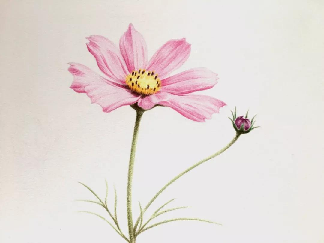 【推荐】零基础彩铅画入门教程|彩色铅笔绘画教程视频