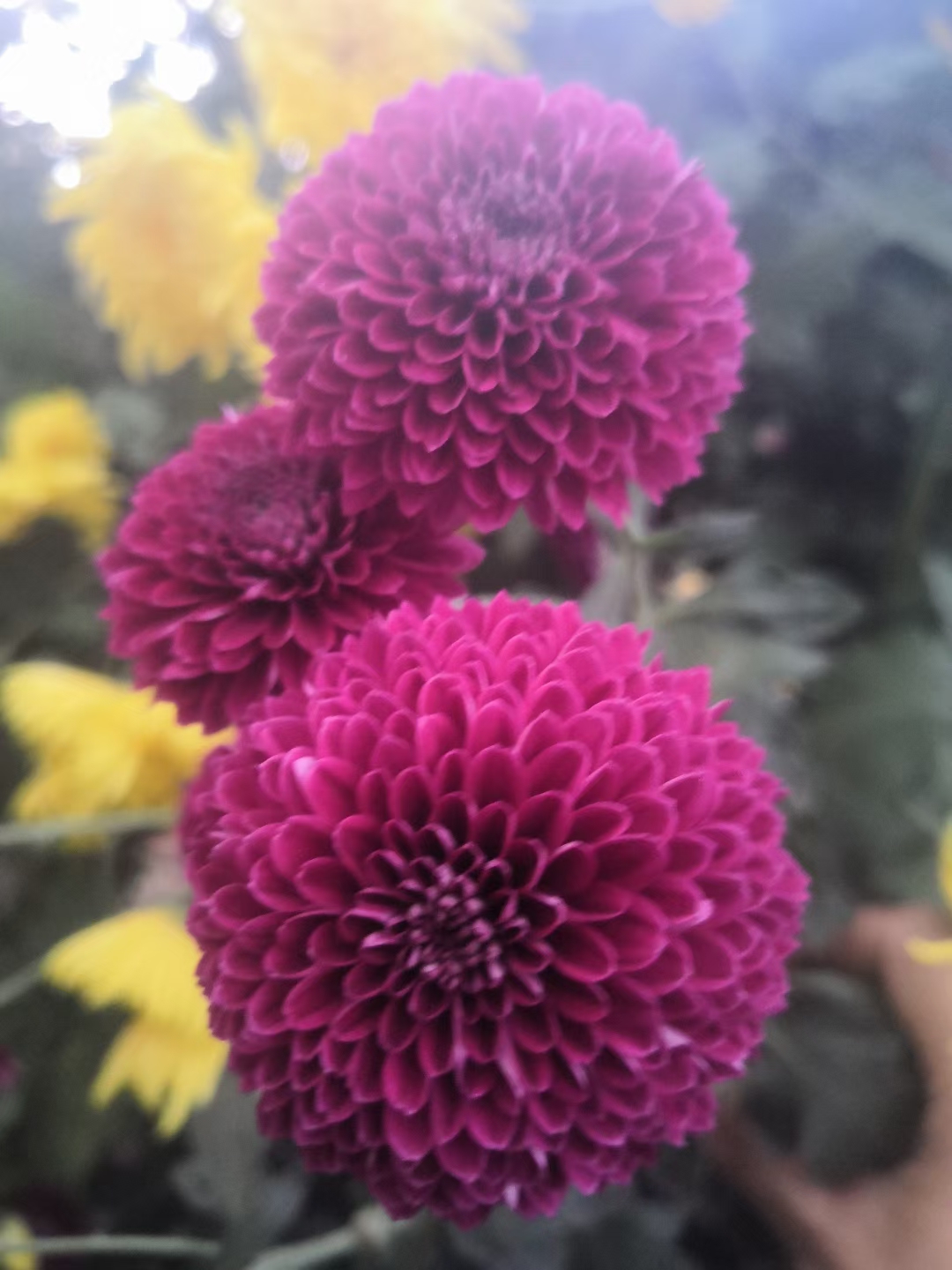 邓州|银月亮｜咏菊