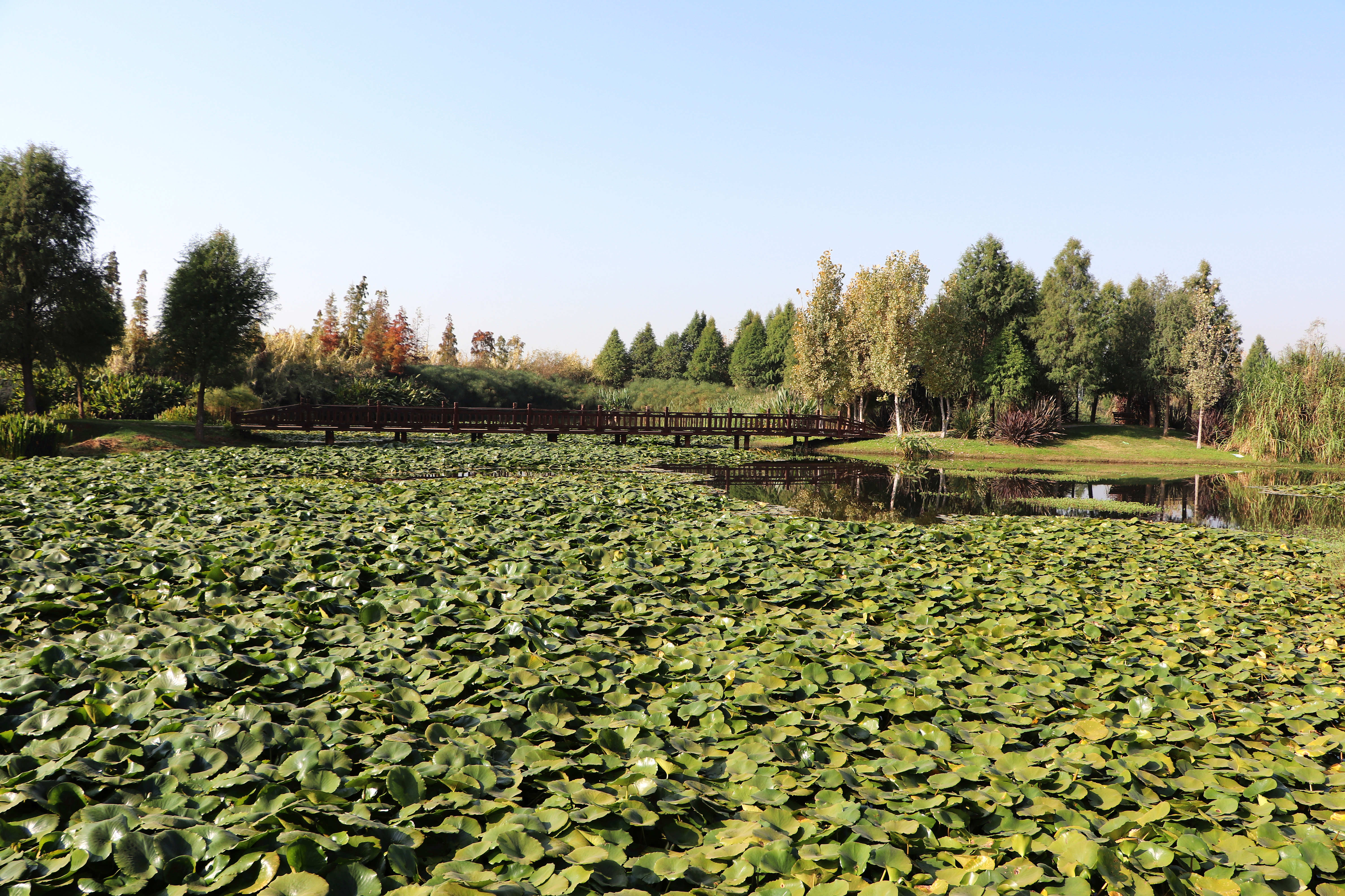 滇池之滨宝丰半岛湿地风光如画图