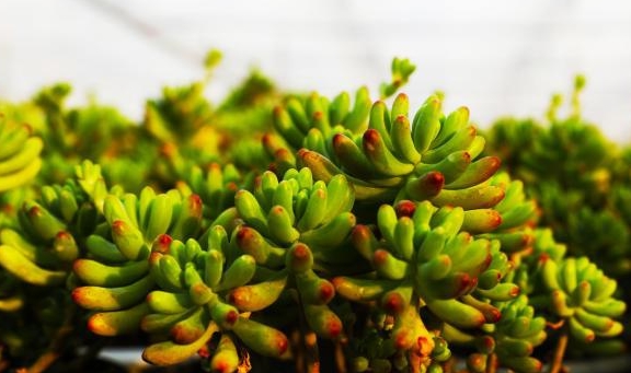 多肉的叶子怎么栽培 e67c42c030ac4765987fd1637cf33e46.jpeg