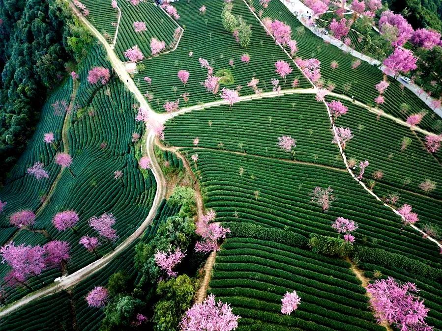 云南大理无量山樱花谷,中国冬天最美的地方,没有之一.