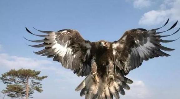 地球最大老鹰种类:人类也无法直接猎杀,却被破坏食物链导致饿死