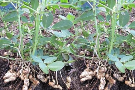 盆栽花生种植 db2e4a009fc649c9a72e76fed6d831b8.jpeg