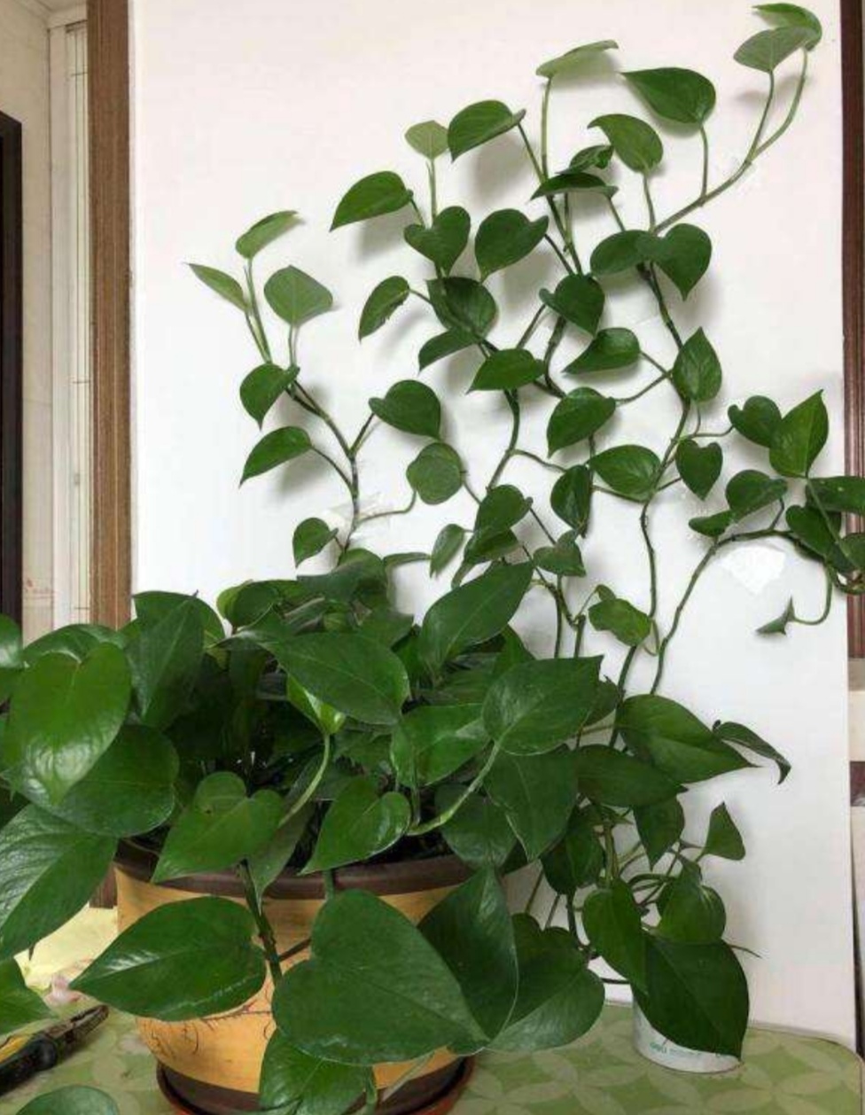 枝叶繁什么成语_什么是枝叶扶苏(3)