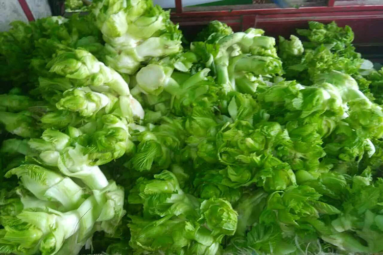 一种奇特绿叶蔬菜,当地人称为包包菜或青菜头,解读涪陵榨菜之谜