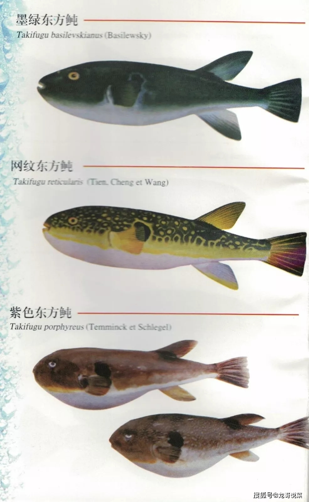 牛角鱼-牛角鱼促销价格、牛角鱼品牌- 淘宝, image size:985x1600