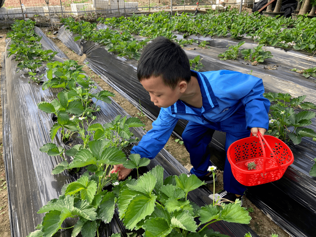 北京 普林斯顿国际幼儿园_自然教育课程采摘活动_普林斯顿森林国际幼儿园草莓采摘