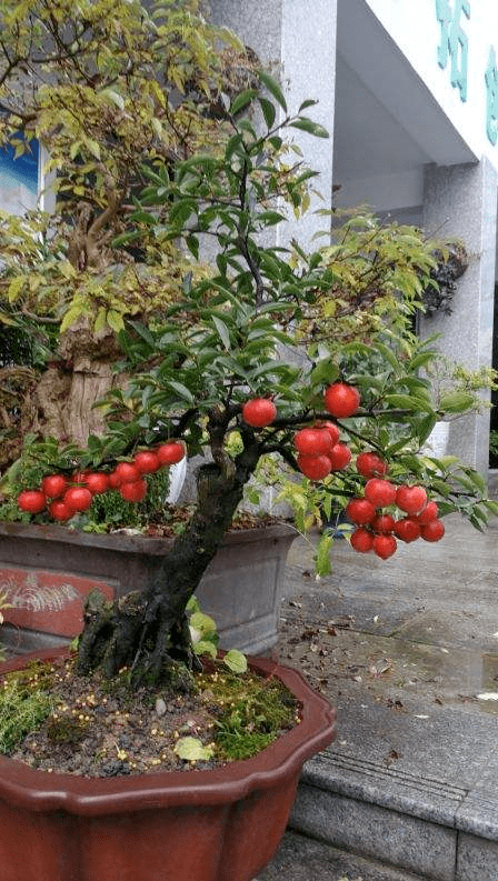 挂满红果子的盆栽,原来叫"金弹子,满树硕果累累_手机搜狐网