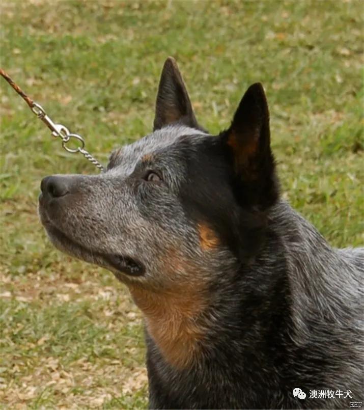 全身蓝色的狗是什么狗 ca7f5bd4bd9644e5a45ea1a8dce876ec.jpeg