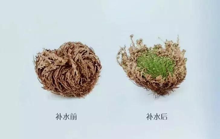 密罗木的功效与作用