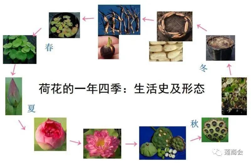 莲商会:精选20余项莲荷专业知识,百度给不了的答案在这里