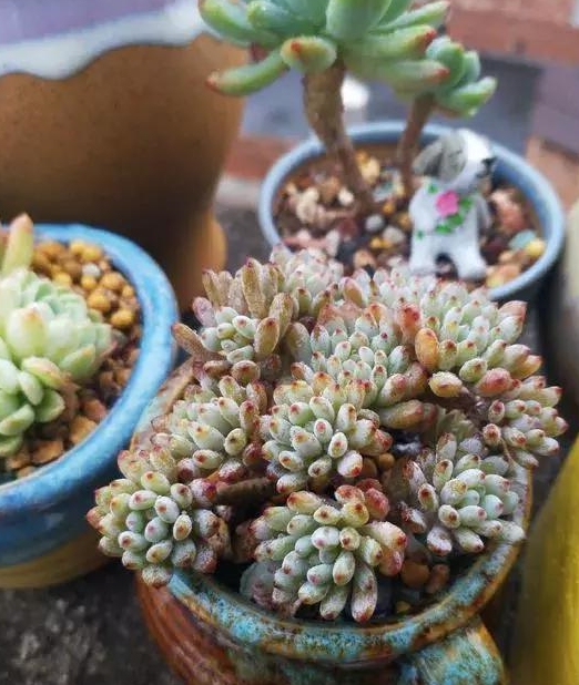 多肉怎么养出状态快 e3cc23ff69a84667a0c51f812b4fe3d1.jpeg