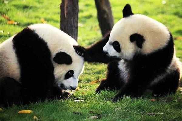 2020城市新一线排名_2020年中国新一线城市排行榜