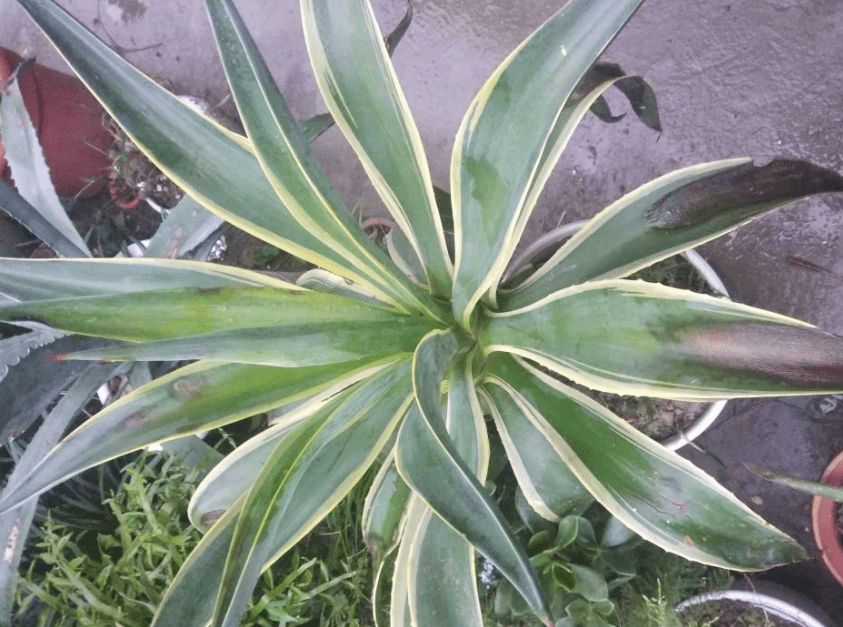 为什么有人喜欢养龙舌兰 5225e94b678c41ed89890f99d476adf5.png