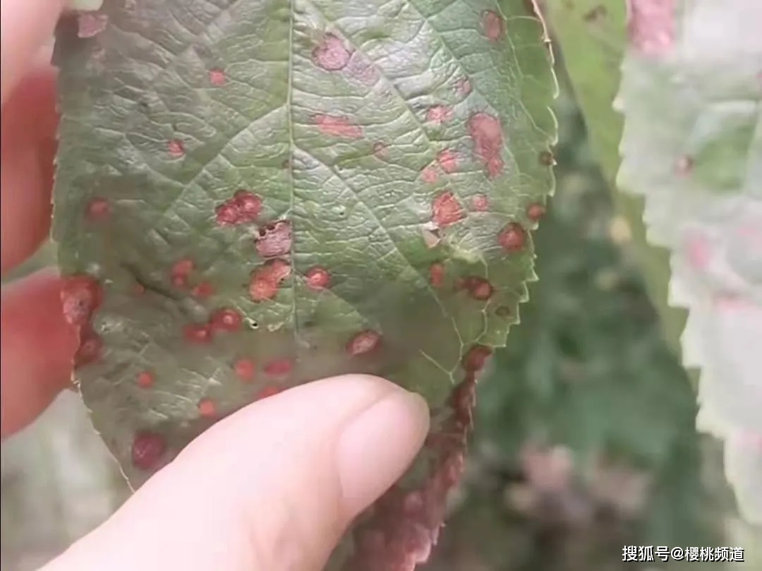 大樱桃褐斑穿孔病的防治 用不上你打我