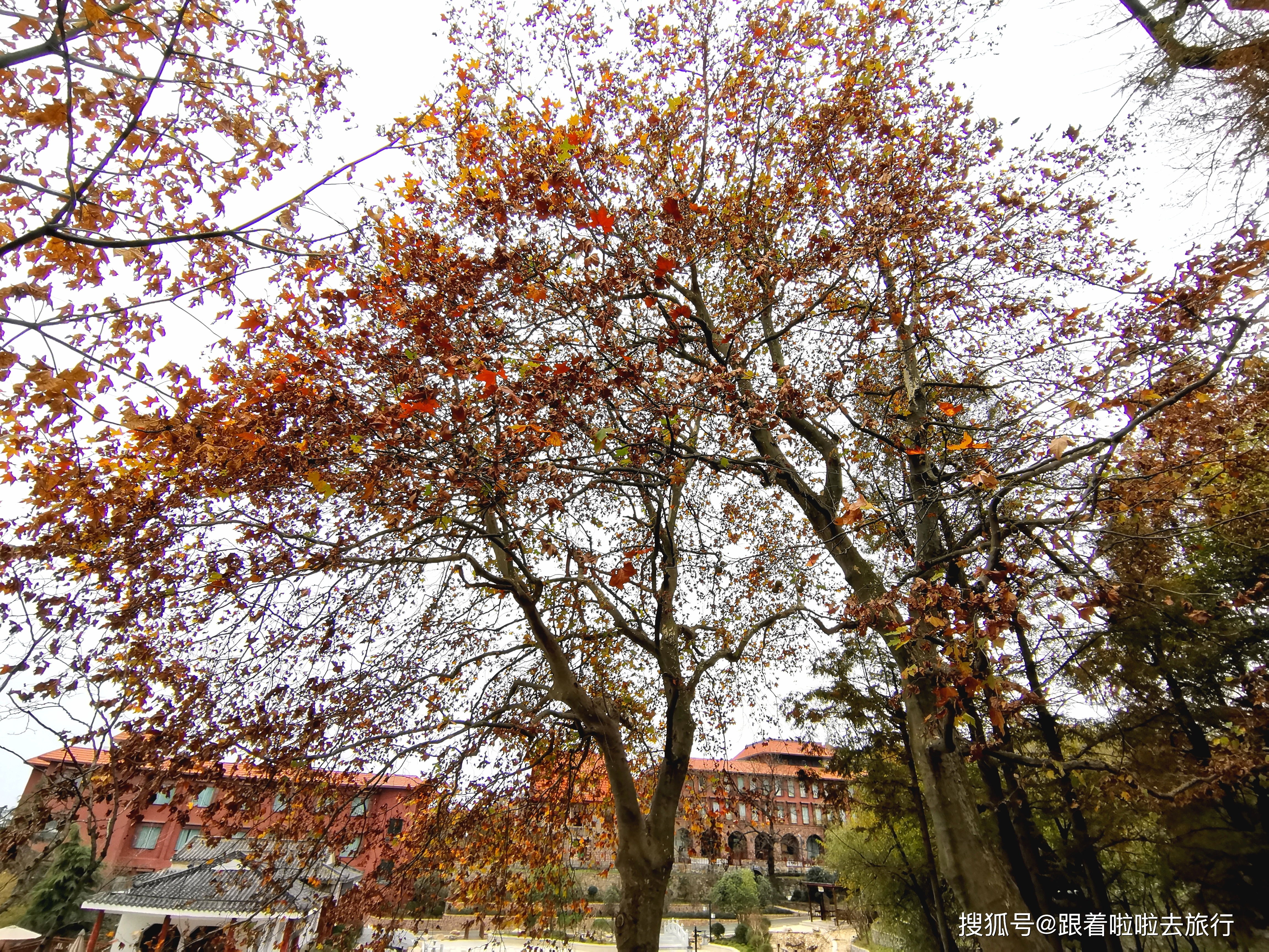 河南这个万国建筑群，秋色太美了，蒋介石曾在这里居住
