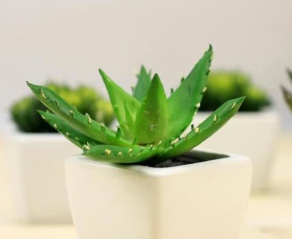 室内绿植什么时候浇水比较好 f4310f3b8c4247239e4353eb415d5032.jpeg