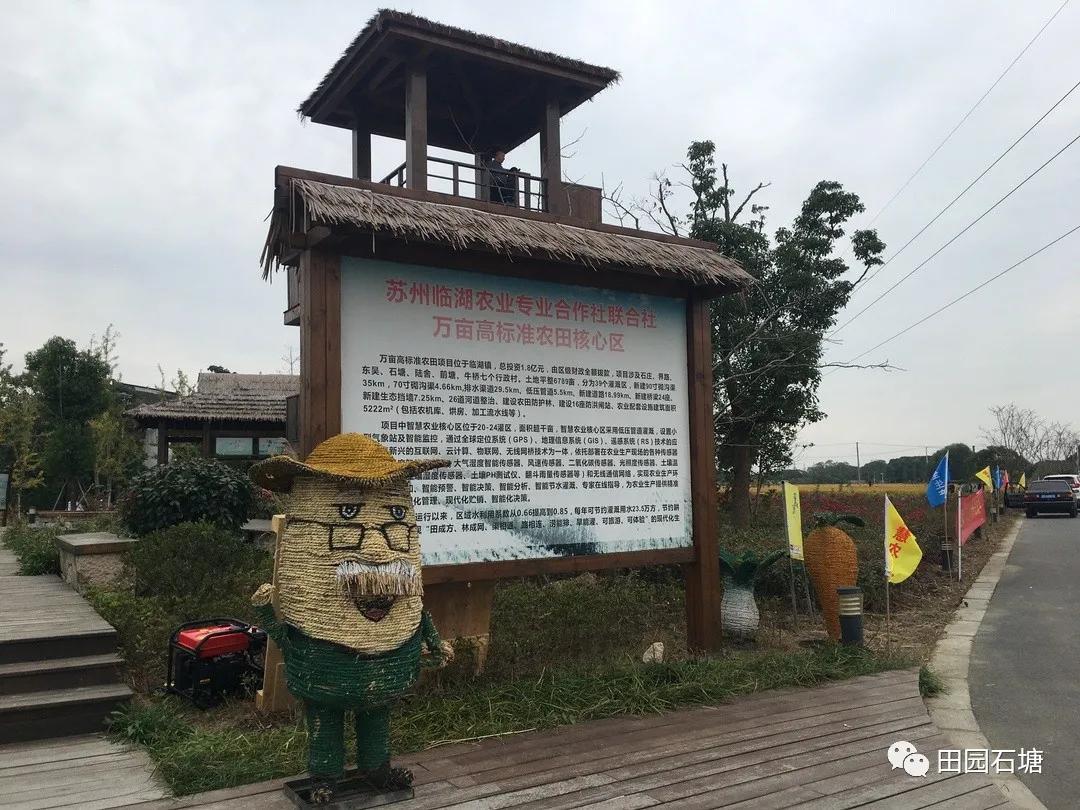 苏州市吴中区临湖镇石塘村第一粒新米"江南味稻"给村民"尝鲜"