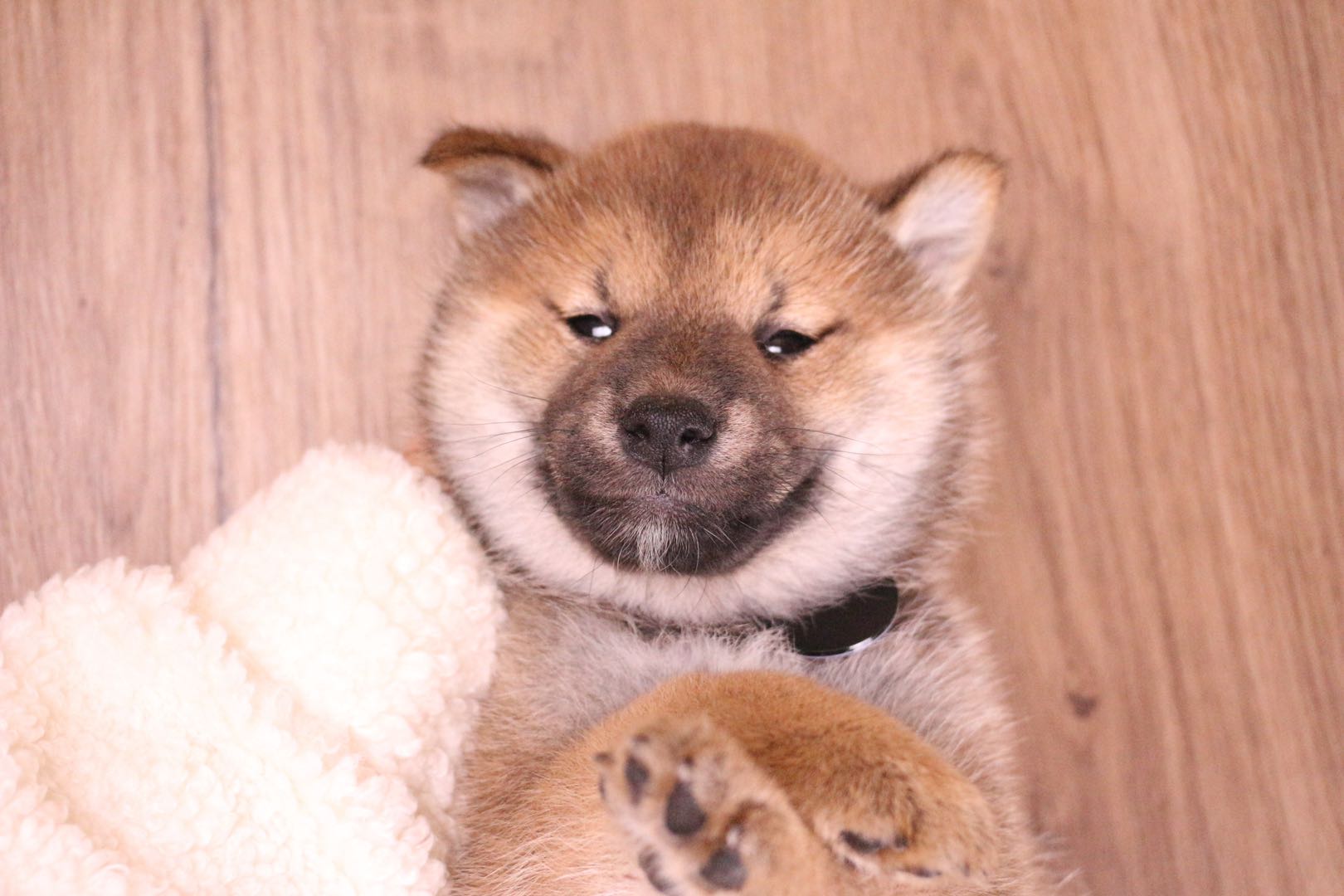 6000买到了一只豆柴？真正的豆柴多少钱一只？_搜狐网