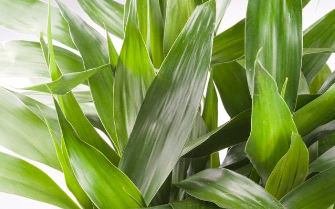 富贵竹几根的寓意 3056875921e04529b4c69fcdedae5d86.jpeg