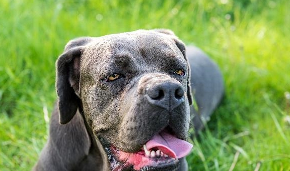 恶犬排名_世界十大恶犬排名图片(2)