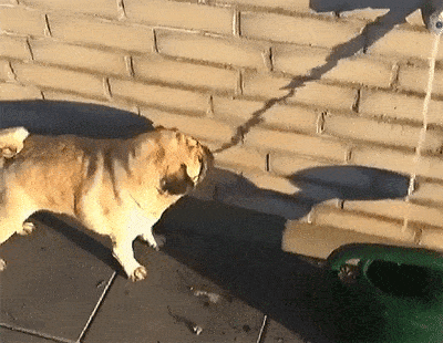 搞笑gif:说有多少兄弟是这样被妹子给忽略了的!