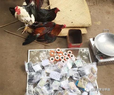 斗鸡已有几千年的历史越南民间用于赌博至今仍泛滥
