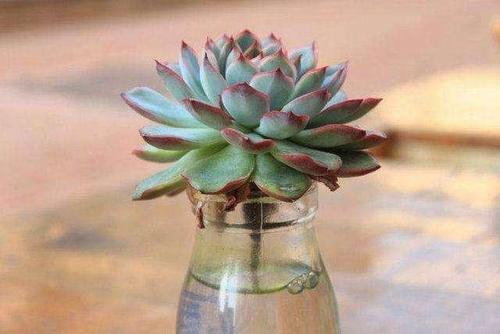 多肉植物能不能晒阳光 b742c190aba34879935b451a4c8095dc.jpeg